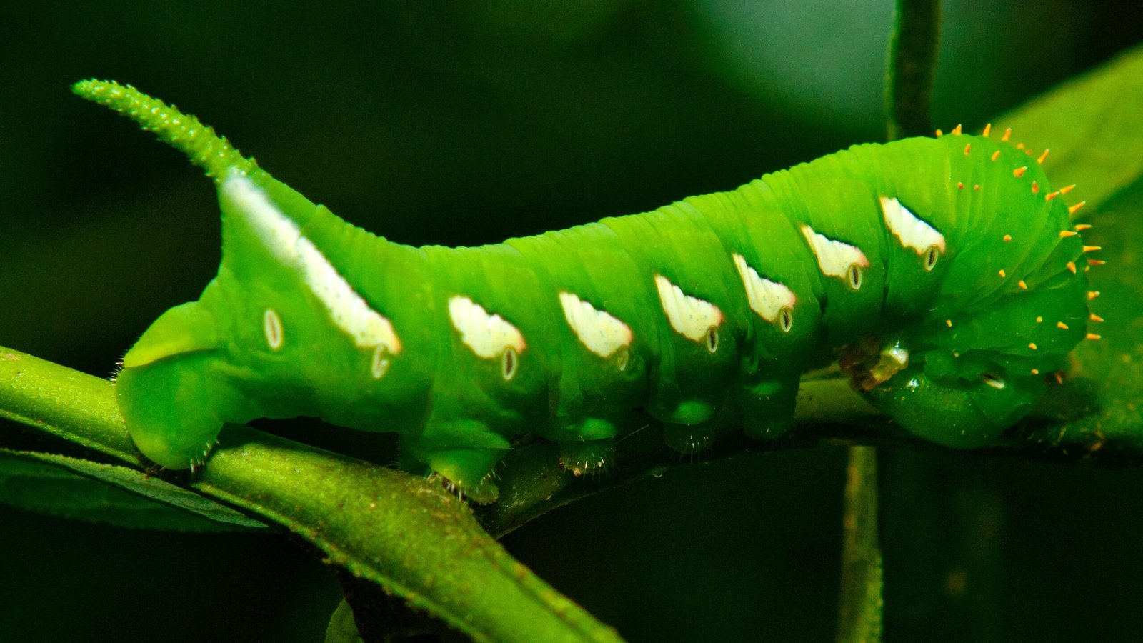 Conectando con la Naturaleza: Un Viaje hacia la Sostenibilidad