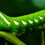 a close up of a green caterpillar on a plant